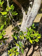 Chionanthus foveolatus