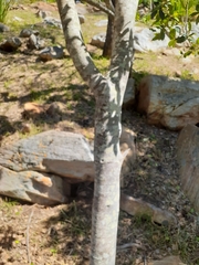 Chionanthus foveolatus