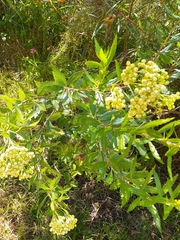 Nidorella ivifolia