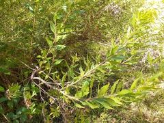 Nidorella ivifolia