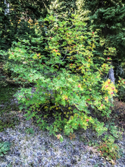 Sorbus sitchensis sitchensis