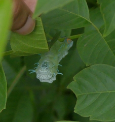Attacus taprobanis
