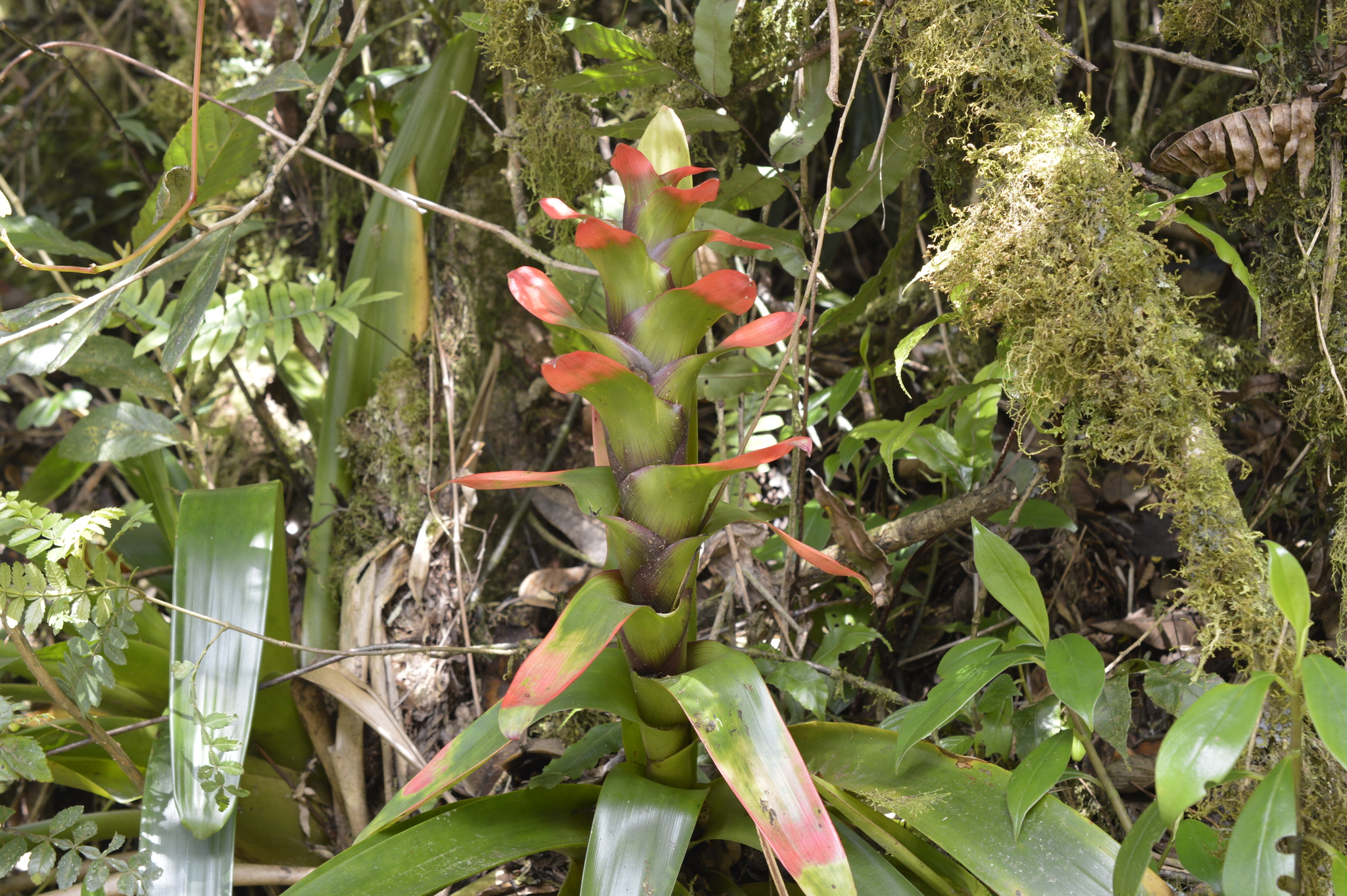 Guzmania squarrosa image