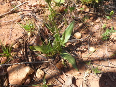 Cyanella lutea