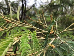 Acacia glaucocarpa