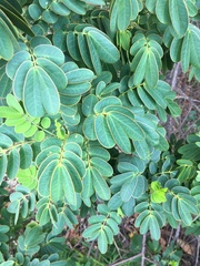 Senna pendula glabrata