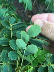 Senna pendula glabrata