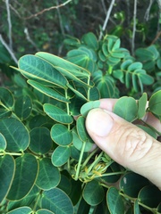 Senna pendula glabrata
