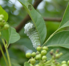 Attacus taprobanis