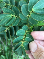Senna pendula glabrata