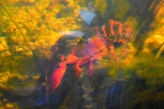 Euastacus suttoni