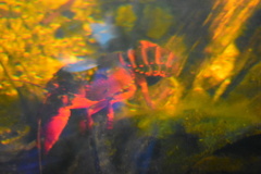 Euastacus suttoni
