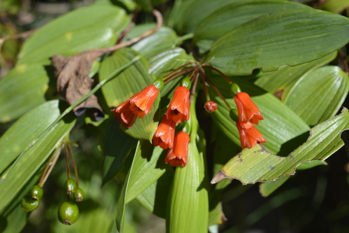 Bomarea distichifolia image