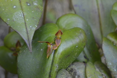 Pleurothallis coriacardia image