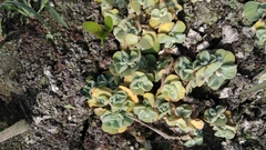 Pistia stratiotes