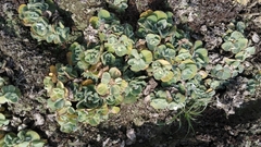 Pistia stratiotes