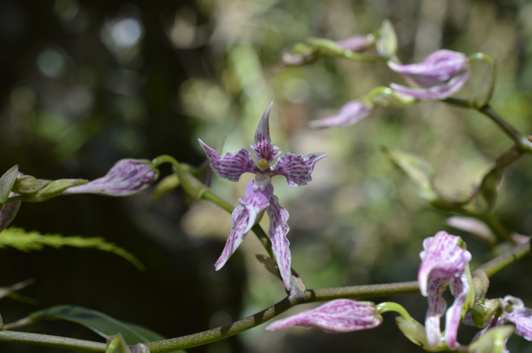 Cyrtochilum alboroseum image