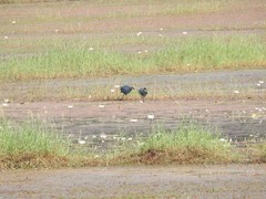 Porphyrio poliocephalus