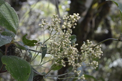 Pentacalia