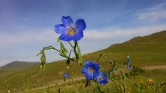 Linum baicalense