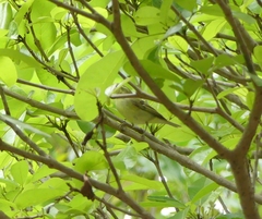 Phylloscopus trochiloides