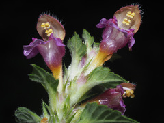 Galeopsis pubescens
