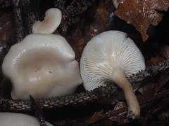 Singerocybe phaeophthalma