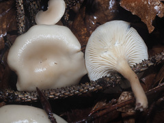 Singerocybe phaeophthalma