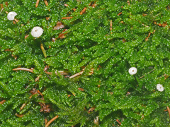 Marasmius wettsteinii