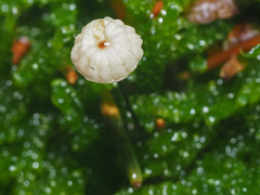 Marasmius wettsteinii