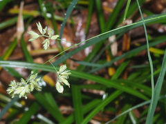 Dactylis glomerata lobata