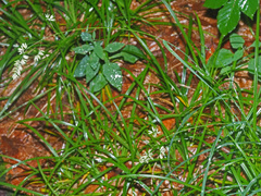 Dactylis glomerata lobata