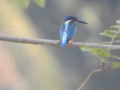 Alcedo atthis