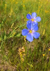 Linum pallescens