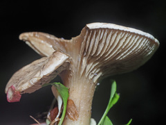 Rhodocybe caelata