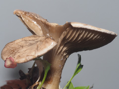 Rhodocybe caelata