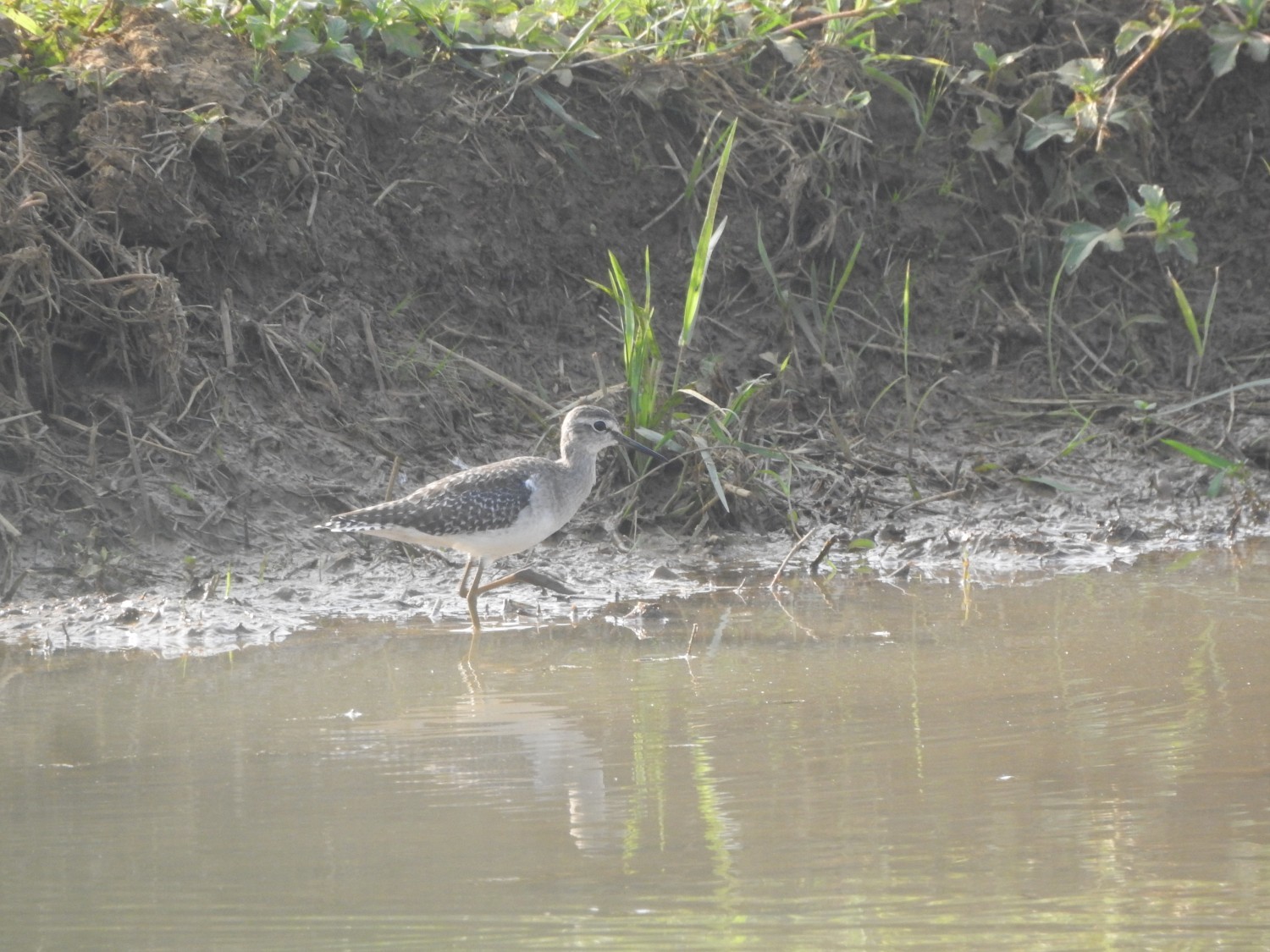 Common Greenshank