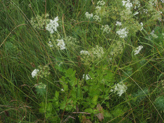 Pimpinella major