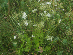 Pimpinella major
