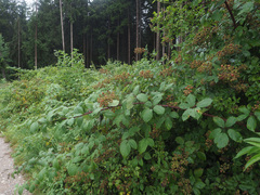 Rubus sulcatus