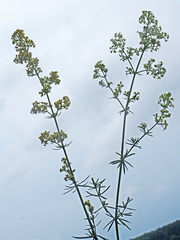 Galium × pomeranicum