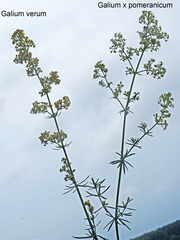 Galium × pomeranicum