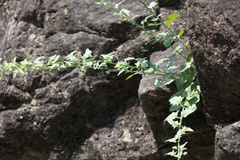 Nanorrhinum incanum