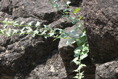 Nanorrhinum incanum