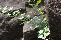 Nanorrhinum incanum