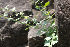 Nanorrhinum incanum