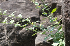 Nanorrhinum incanum