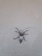 Pteroplius acuminatus