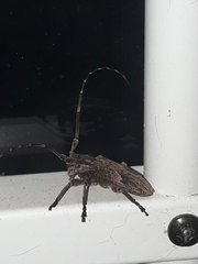 Hesychotypa subfasciata