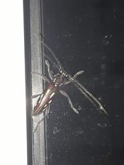 Ambonus distinctus